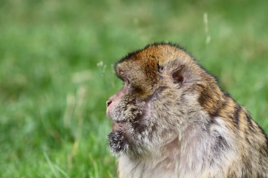 Barbary macaque
