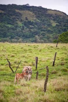 Wide landscape featuring cows in Costa Rica