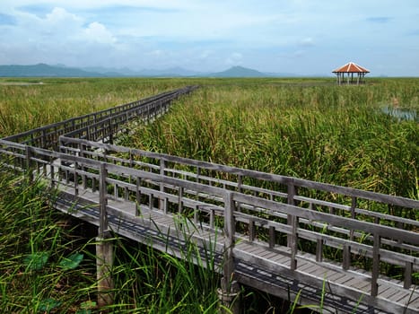 Lake Central wooden bridge. Filled with grass. Sam Roi Yod National Park.