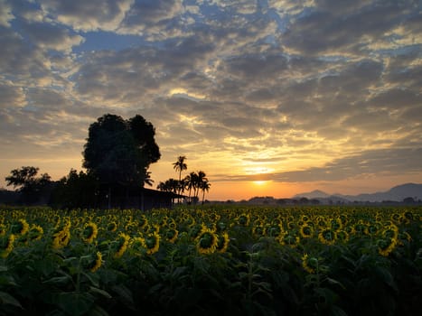 Sunflower sunrise in the winter in Thailand