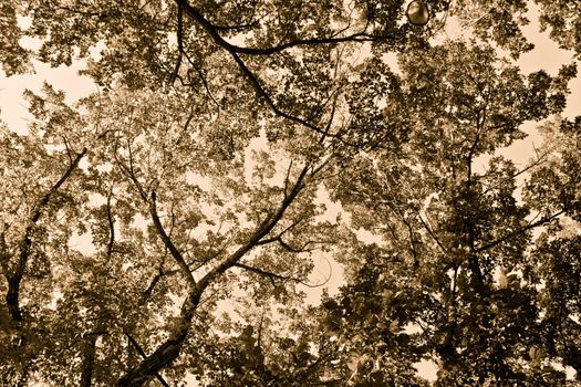 Interconnected trees forming a beautiful background pattern