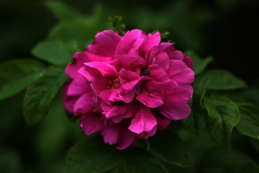 Big pink rose on dreamy green backdrop