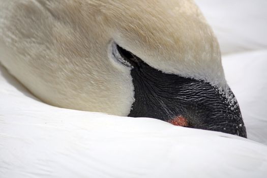Close up view on the head of a swan on sleeping position.