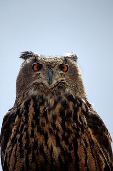 Close up view of the head of a rock-eagle owl.