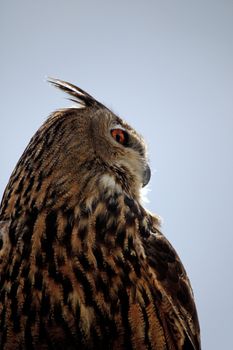 Close up view of the head of a rock-eagle owl.