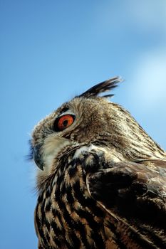 Close up view of the Rock Eagle-Owl from below.