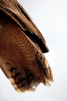 Close up view of the tail of the Rock Horned Owl.