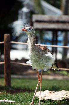 View of a red-legged Seriema bird on captivity on a waterpark.