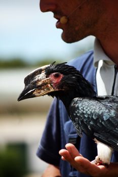 Close view of a silvery cheeked hornbill bird on the hands of a trainer.