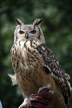 Close up view of rock eagle-owl on a trainer's glove.