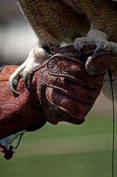 Close up view of the claws of a eagle owl on the glove of the trainer.