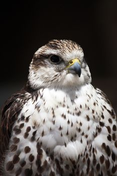 Close up view of the head of a saker falcon.