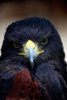 Close up view of the head of a golden-eagle.