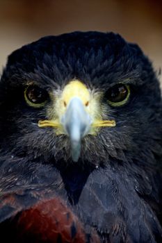 Close up view of the head of a golden-eagle.