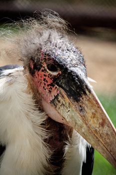 Close up view of the head of a marabou stork.