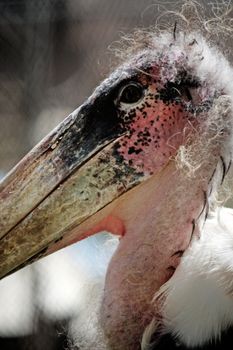 Close up view of the head of a marabou stork.