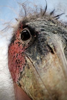 Close detail view of the head of a marabou stork bird.