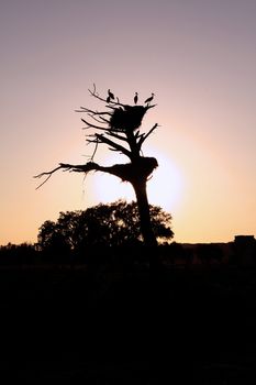Bunch of white stork birds silhouettes on a dead tree with nest at sunset.