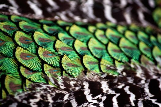 Close up view of the detail of the torso feathers of a peacock bird.