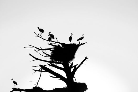 Bunch of stork birds silhouettes on a dead tree with nest at sunset.