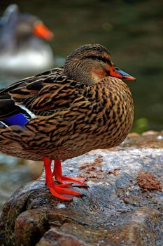 View of a mallard duck on a relaxed position standing on a rock on a lake.