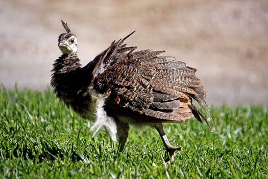 View of a junior peacock on the green grass.