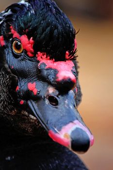 Closeup view of the head and beak of a black muscovy duck.