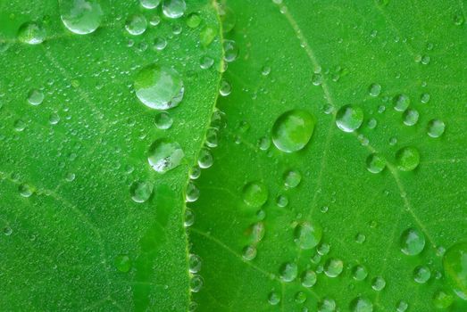 Water drops on surface and  leaf edge