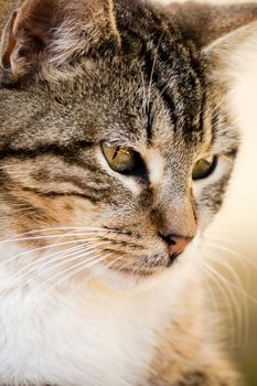 Close view of a gray and urban domestic cat.