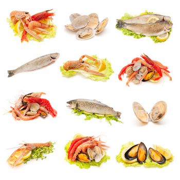 collection of shellfish and fish on white background