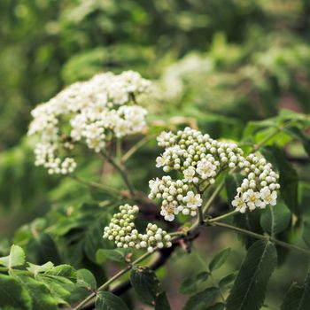 white flowers in forest  - sorbus aria