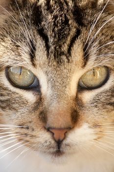 Close view of a gray and urban domestic cat.