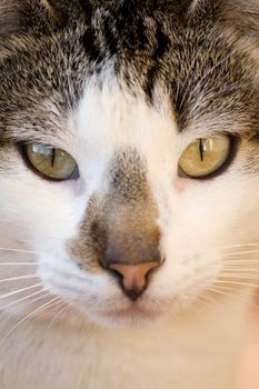 Close view of a gray and urban domestic cat.