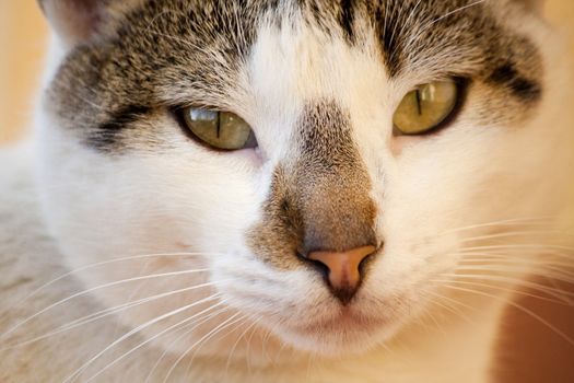 Close view of a gray and urban domestic cat.