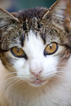 Close view of a gray and urban domestic cat.