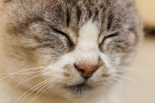 Close view of a gray and urban domestic cat.