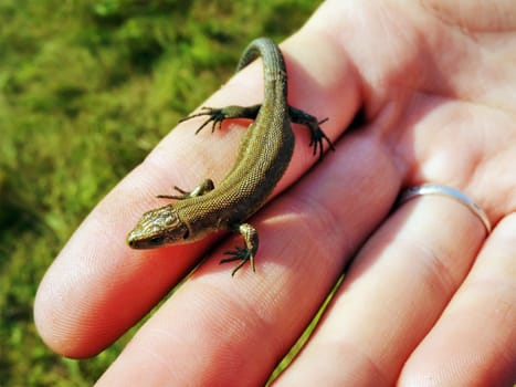 The lizard on a hand is heated under sun beams
