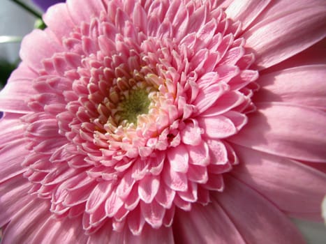 Petal, bud, flower, flowers, flora, plant, summer, object, background