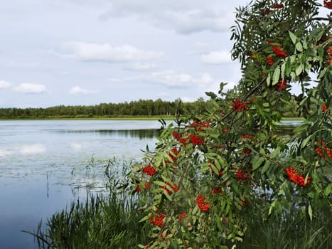red ashberry on lake coast under cloudy sky