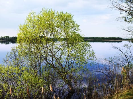 slope tree with new spring foliage on lake coast