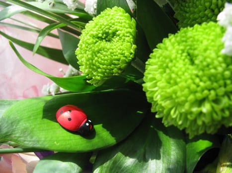 Petal, bud, flower, flowers, flora, plant, summer, object, background