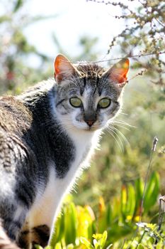 Wild cat looking at the camera beatween the vegetation.