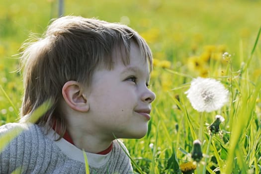 Young boy enjoy summer time in the dandelion meadow.