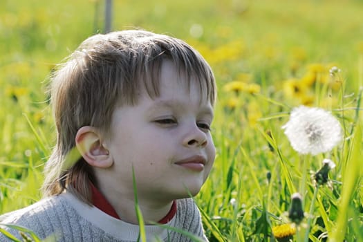 Young boy enjoy summer time in the dandelion meadow.