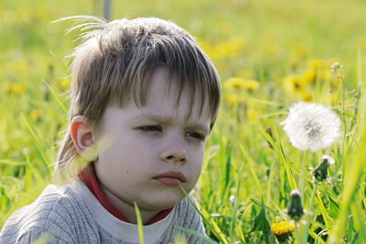 Young boy enjoy summer time in the dandelion meadow.