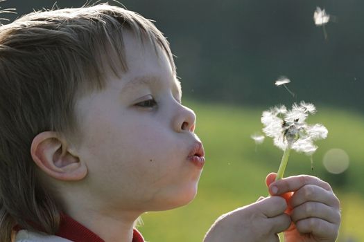 Young boy enjoy summer time in the dandelion meadow.