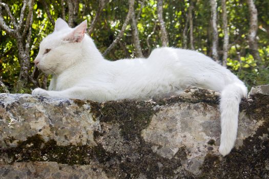 Close view of a white urban cat resting on a wall.