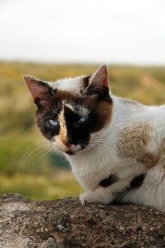 View of a cat's head with many traces of color and blue eyes.