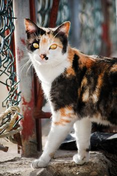 View of a domestic cat crossing the fence hunting for mice.