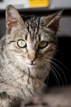 Close view of a gray domestic cat.